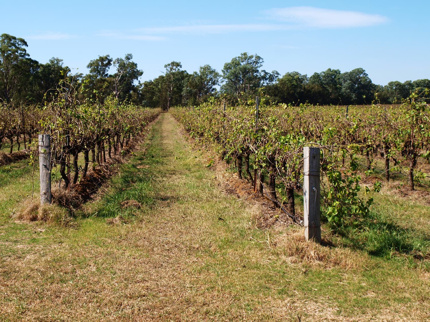 Ein Grasweg zwischen herbstlichen Rebzeilen im Hunter Valley