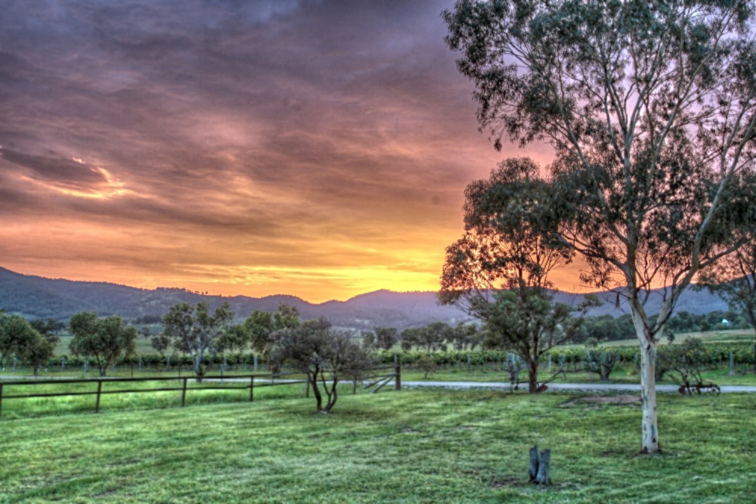Sonnenuntergang über Koppeln, Eukalyptusbäumen und der Brokenback Range in Pokolbin