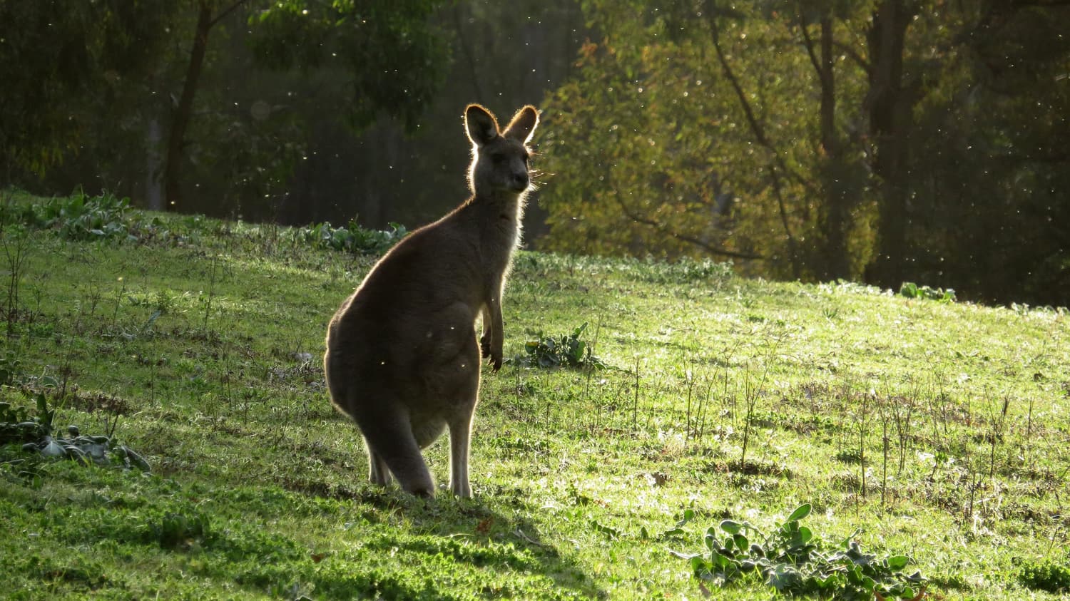 Ein Östliches Graues Riesenkänguru steht in der Dämmerung auf einer grasbewachsenen Lichtung