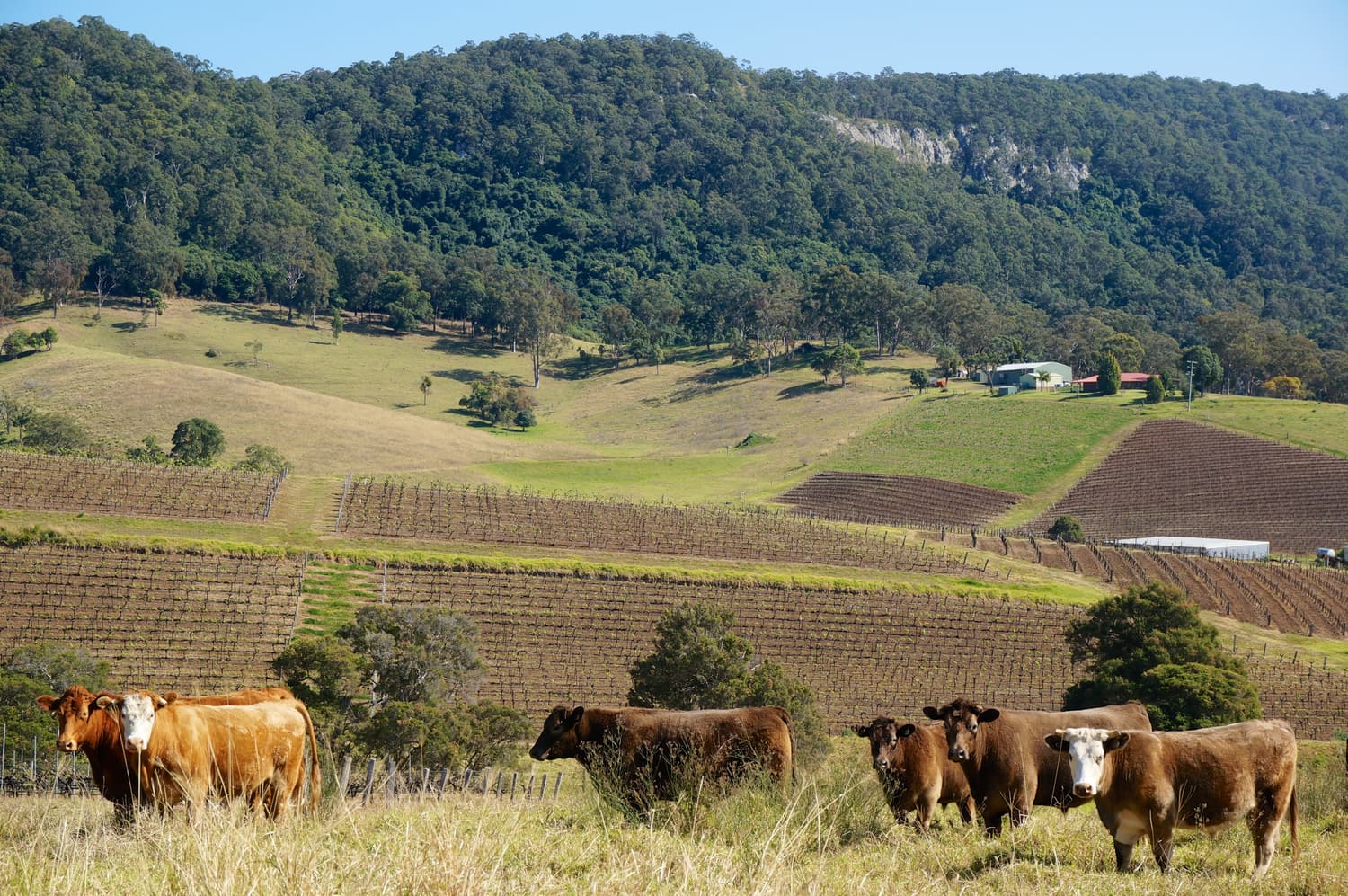 Rinder grasen unterhalb terrassierter Weinberge und eines bewaldeten Bergrückens im Hunter Valley