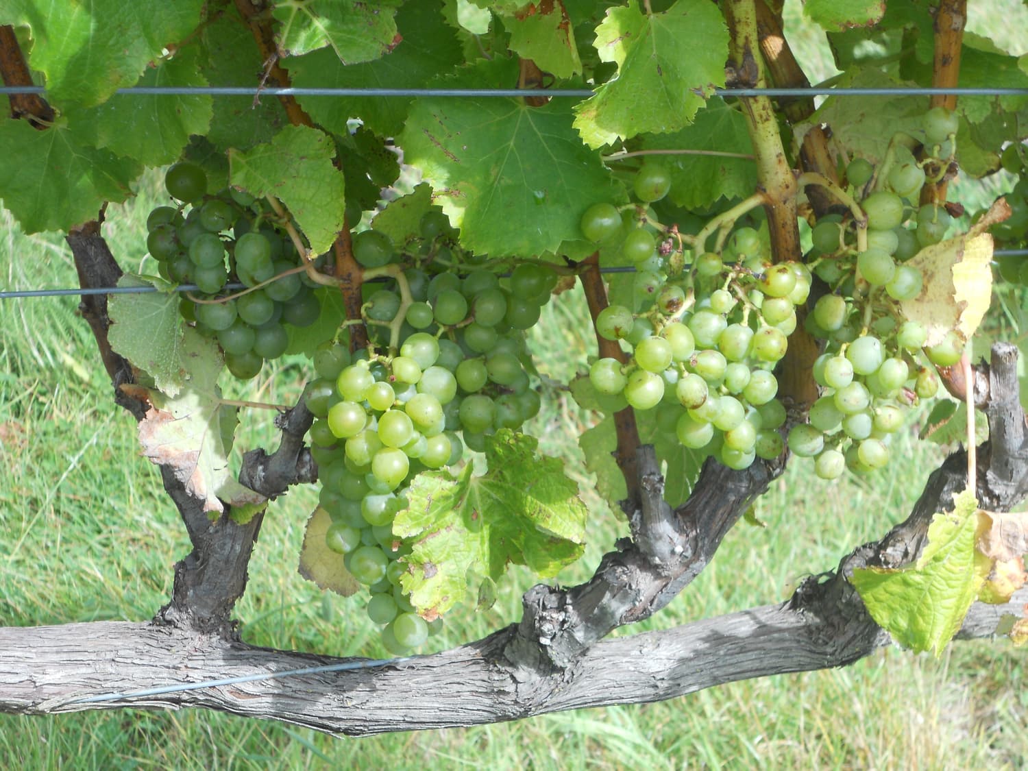 Grüne Semillon-Trauben reifen am Rebstock