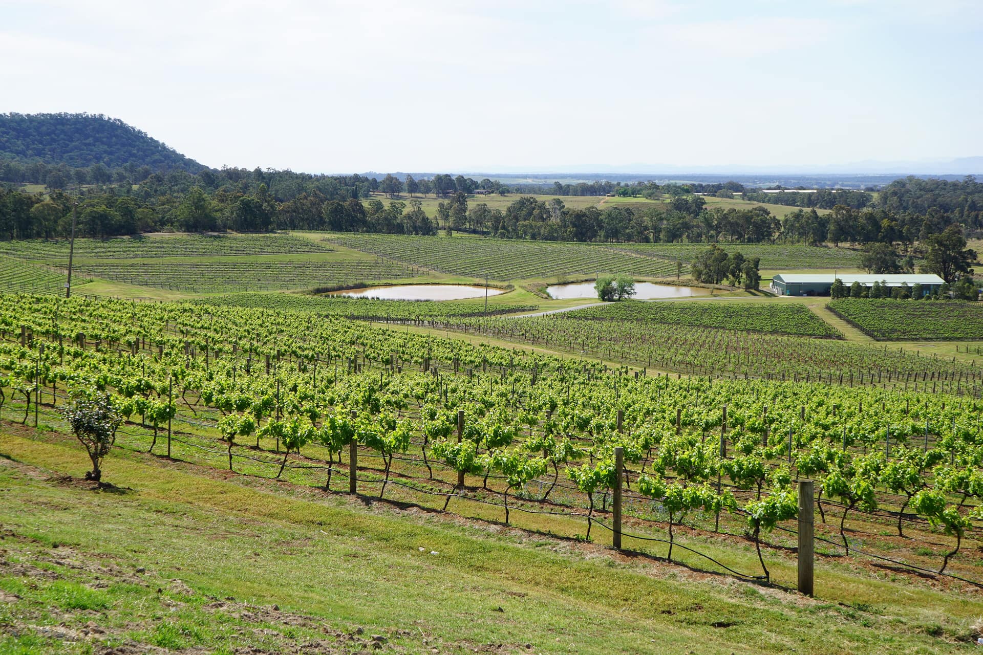 Grüne Rebzeilen, Farmteiche und bewaldete Hügel in der Weinregion Hunter Valley