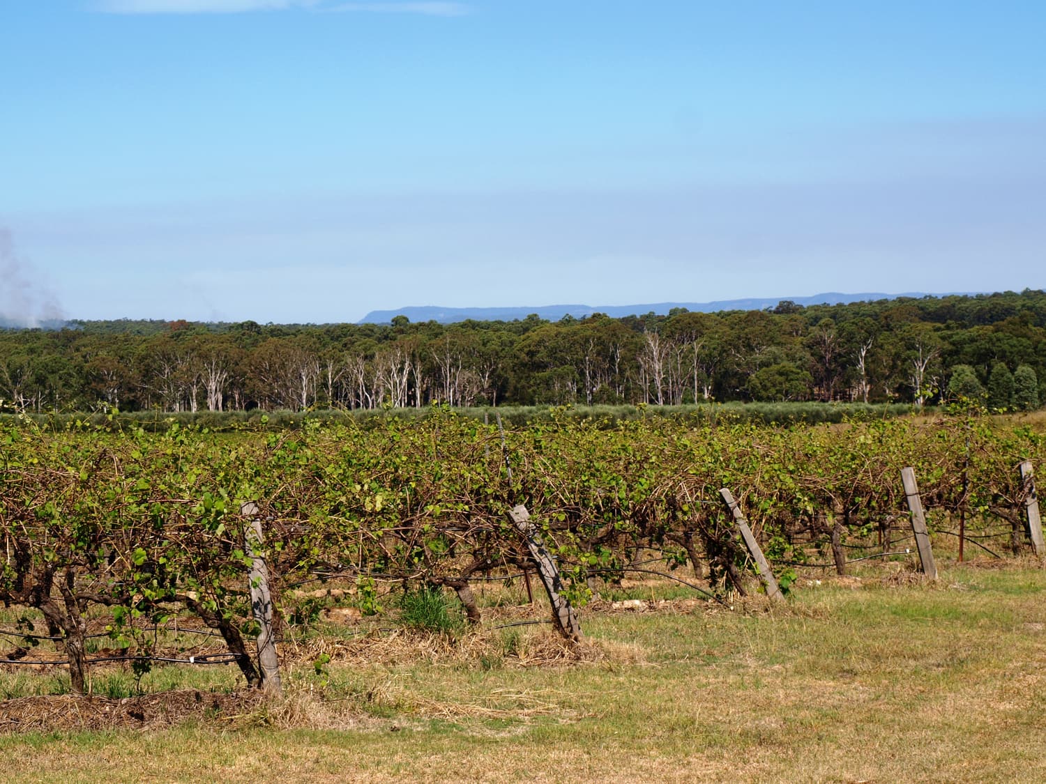 Rebzeilen an Holzpfählen in einem Weinberg im Hunter Valley