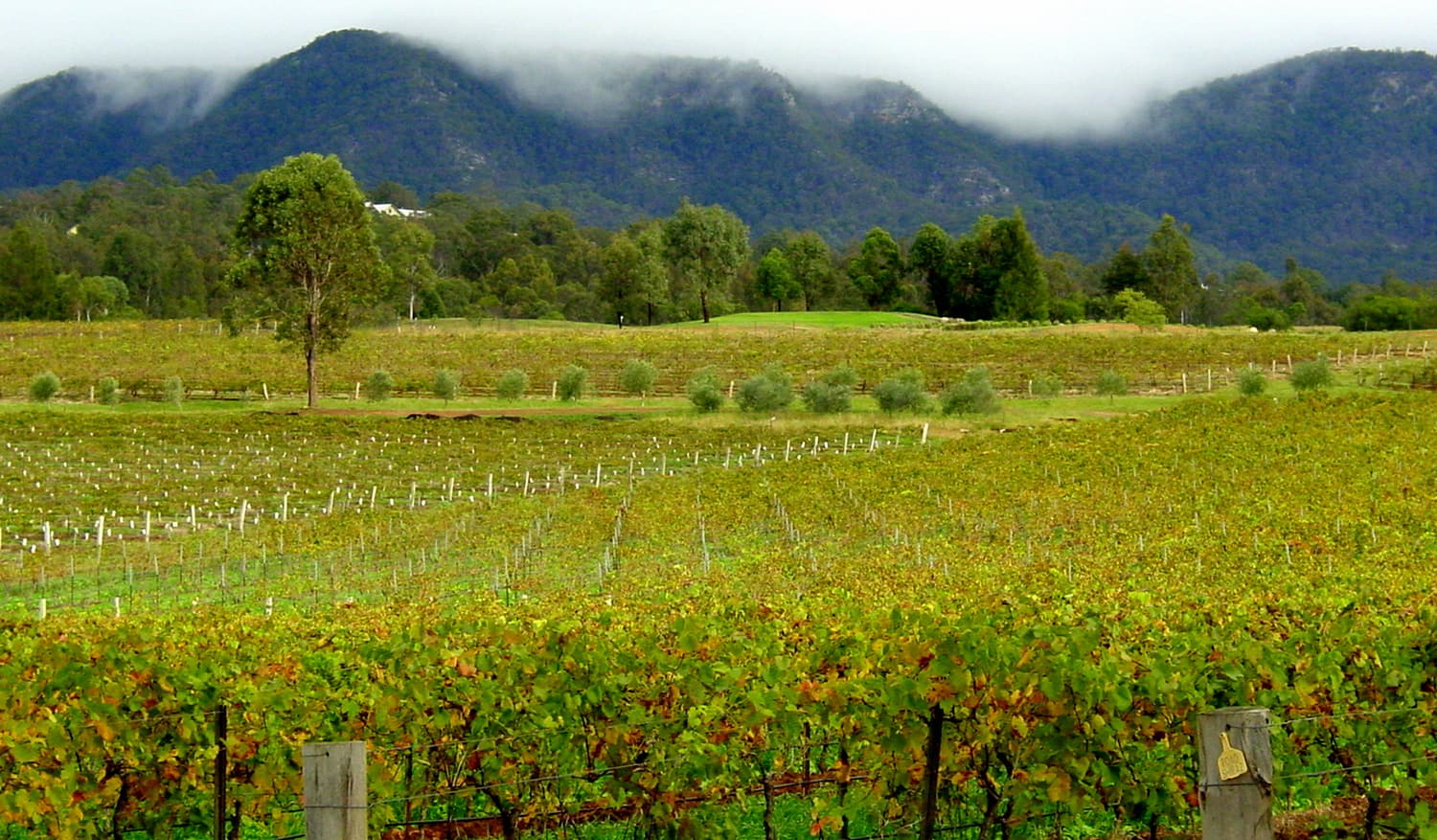 Ein Weinberg im Hunter Valley, dahinter tiefe Wolken über bewaldeten Hügeln